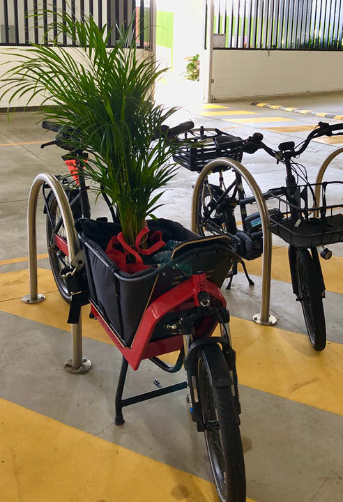 Riese & Muller Packster 40 cargo ebike with golden cane palm